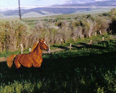 Horse Loss Support